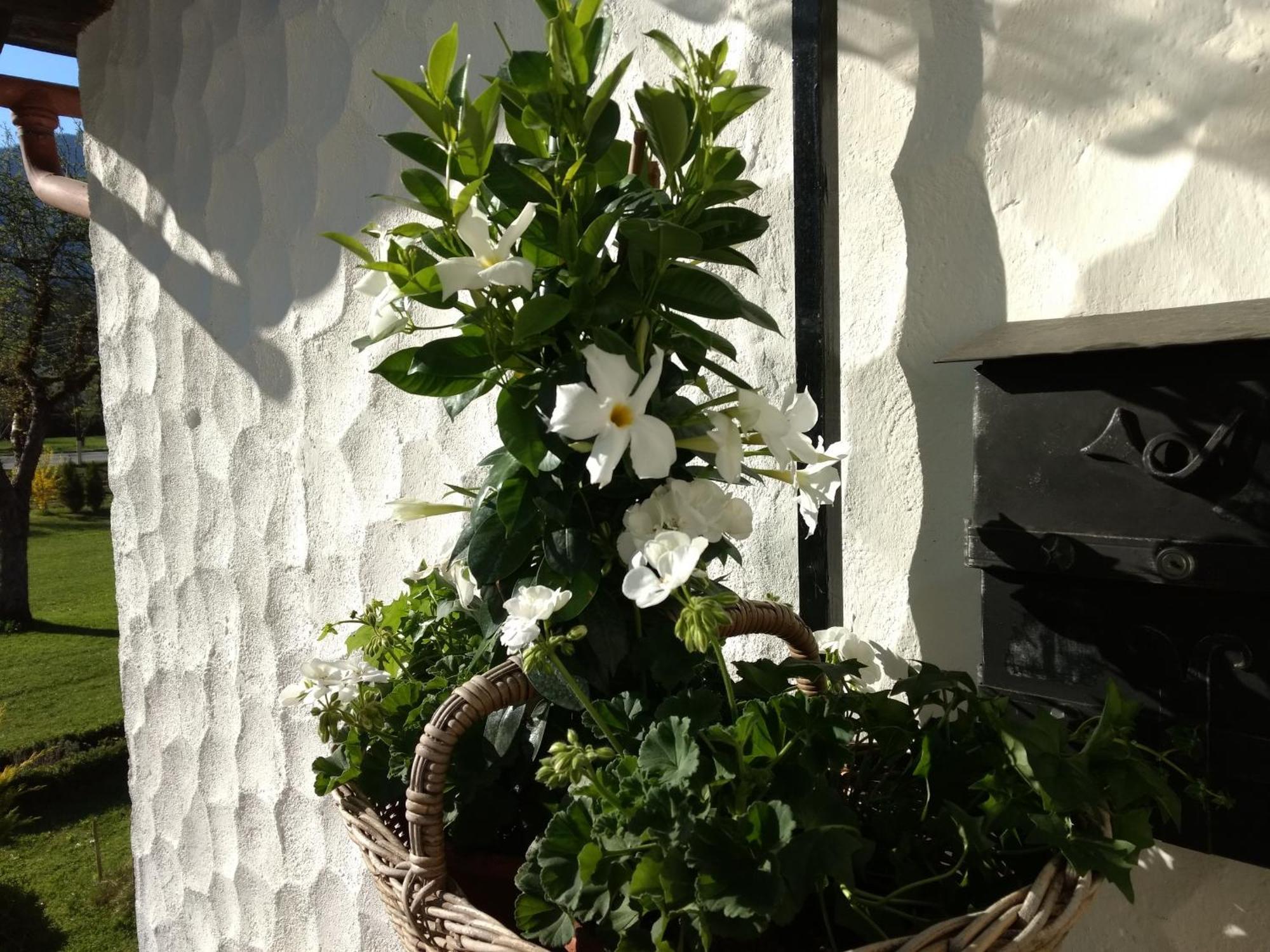 Haus Alpenblick Appartement Obertraun Buitenkant foto
